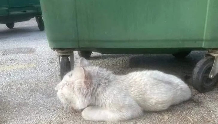 Животното е инвалид, не се движи от недохранване Животното е инвалид, не се движи от недохранване