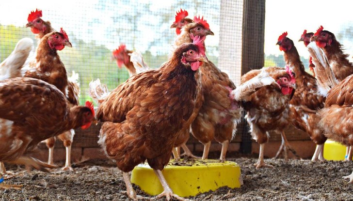 Изплащането на помощта за хуманно отношение към птиците ще започне от 25 април тази година