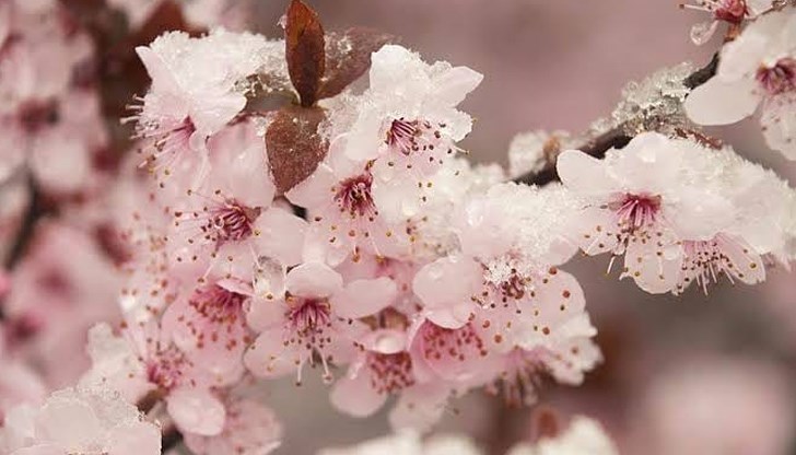В Русенско температурата падна до -9 градуса, при което нищо не може да спази плодни пъпки от замръзване В Русенско температурата падна до -9 градуса, при което нищо не може да спази плодни пъпки от замръзване