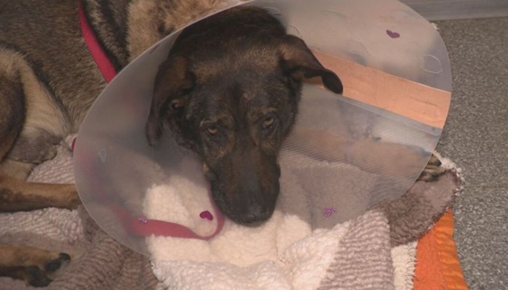 Захари Шулев е проявил жестокост към животното и му е причинил трайни увреждания