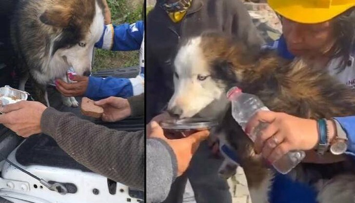 Кучето Алекс е било закарано за лечение във ветеринарна клиника в Антакия, а собственикът му също е оцелял от трусовете