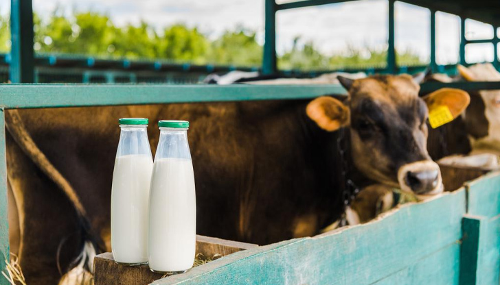 С 33% са нараснали изкупните цени на млякото у нас