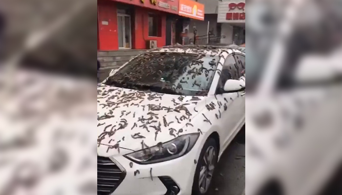 На кадрите е възможно да се видят животните, покриващи улици