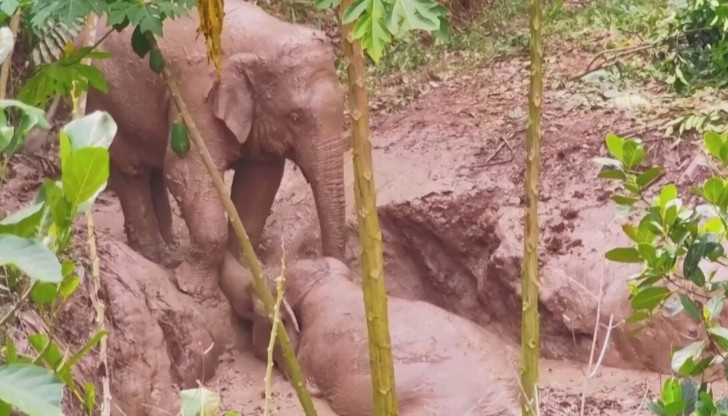 Изпадналият в беда слон успял да се измъкне след намесата