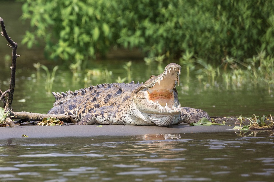Властите в страната съобщават, че след наводненията крокодилите са навсякъдеТийнейджър