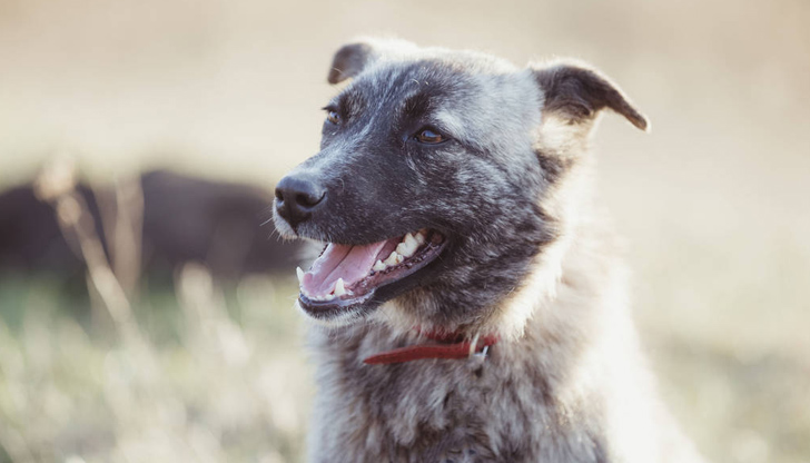 Само в Обретеник местните са преброили 77 бездомни кучета, които