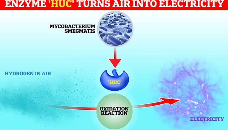 Huc е извлечен от обикновена, живееща в почвата бактерияУчените често