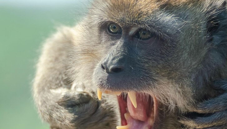 Снимка: Маймуни раниха туристи, бутнаха 60-килограмова скала върху тях