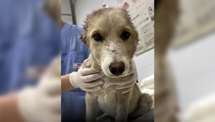 3-месечното куче е откарано във ветеринарна клиника в Стара Загора