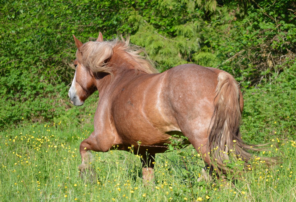 През 2023 година Тодоровден, познат като Конски Великден, е на