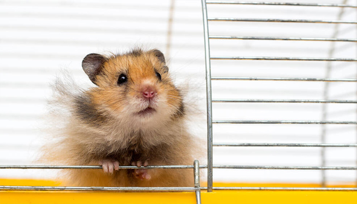 По време изслушването в съда е установено, че жената е