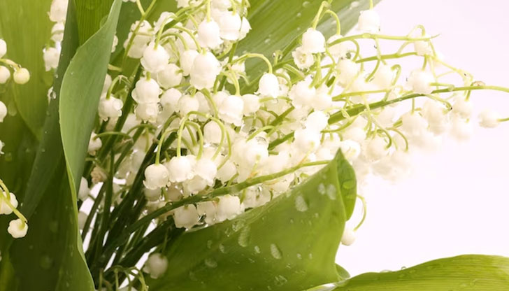 Те изглеждат красиво, примамливо и невинно, но са сред най-отровнитеМного