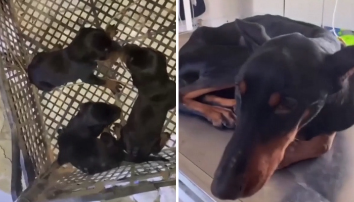 Кучето е успяло да оцелее близо месец благодарение на чувал