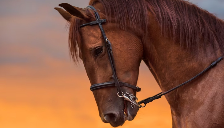 Ще има демонстративна езда и скокове на деца от клубовете