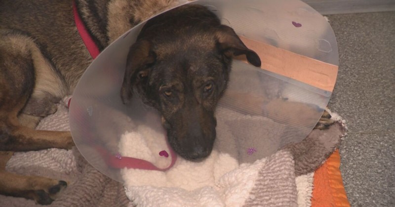 Захари Шулев е проявил жестокост към животното и му е