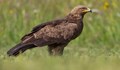 Открити са нови гнезда на Малкия креслив орел в ПП „Русенски Лом“