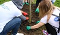 Ученици засадиха дървета в двора на ОУ "Олимпи Панов"