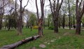 Опасни дървета в Парка на Възрожденците