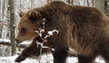 Русенският мечок Станди отказа да спи зимен сън