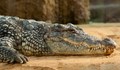 В Южна Африка арестуваха трима души за кражба на крокодил