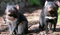 Тасманийските дяволи създават приятелства за цял живот