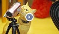 Японски изследователи: Котките слушат разговорите на хората
