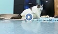 Котка с наднормено тегло стана звезда в САЩ