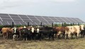 Фотоволтаиците ще изместят кравите