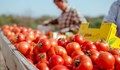 В Румъния продават домати за 26 лева на килограм