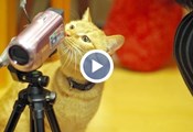 Японски изследователи: Котките слушат разговорите на хората