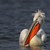 Къдроглавите пеликани в резерват "Сребърна" очакват да се сдобият с поколение