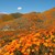 Цъфналите макове в Калифорния се виждат и от космоса