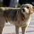 Кметове от страната готвят законодателни промени за бездомните кучета