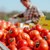 В Румъния продават домати за 26 лева на килограм