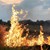 Огнеборци спасиха от пожар гората край село Батишница