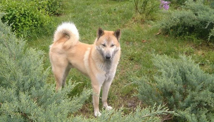 Изгубеният Вълчо отново е при своя стопанин, след като от вчера скита по улиците на Русе Изгубеният Вълчо отново е при своя стопанин, след като от вчера скита по улиците на Русе