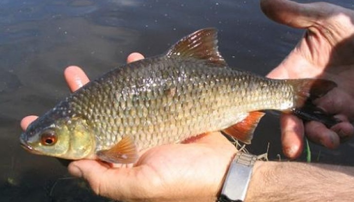 Проверяващите са намерили 2 хрилни мрежи с обща дължина 65 метра, поставени в река Дунав при землището на село Бръшлен Проверяващите са намерили 2 хрилни мрежи с обща дължина 65 метра, поставени в река Дунав при землището на село Бръшлен