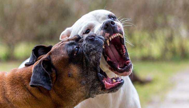 Недопустимо е в 21 век да загинеш по този зверски начин, каза проф. Красимира Узунова по отношение на разкъсаната от кучета жена в Долна Оряховица