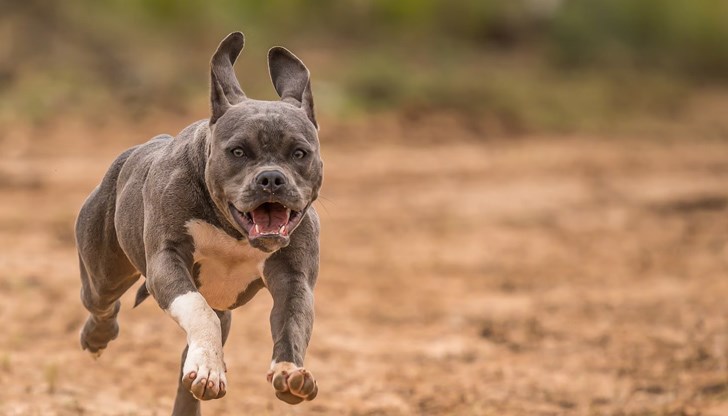 Трагичният инцидент е от квартал „Христо Ботев” Трагичният инцидент е от квартал „Христо Ботев”