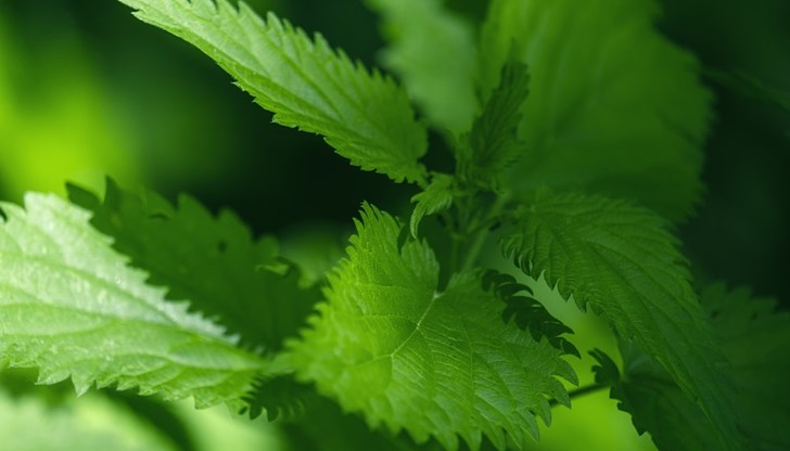 Експертите препоръчват да не пропускате това време и да събирате лечебни растения Експертите препоръчват да не пропускате това време и да събирате лечебни растения