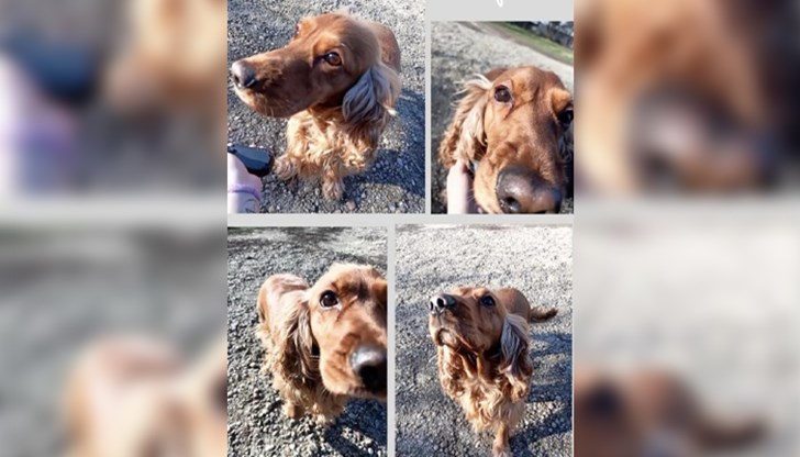 Диана Светославова обяви в няколко русенски фейсбук групи, че издирва изгубеното си куче