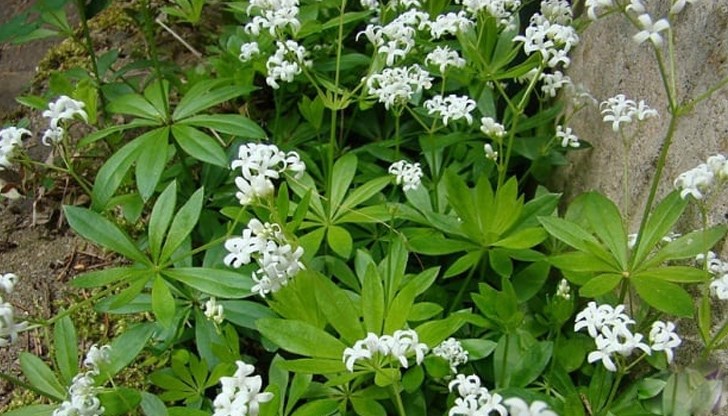 Ползи и вреди от билката