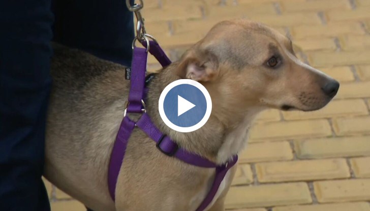 Народът трябва да разбере, че не може едно животно да оправи държавата, заяви стопанинът ѝ