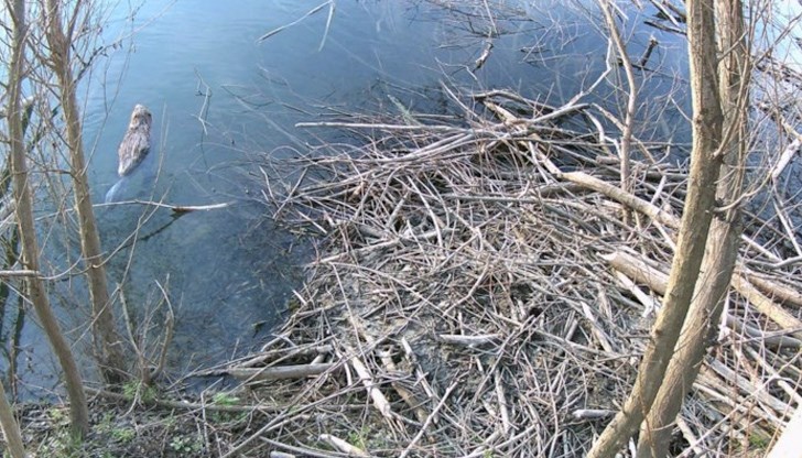 Към настоящия момент евроазиатският бобър няма национален природозащитен статут в България, тъй като се счита за изчезнал