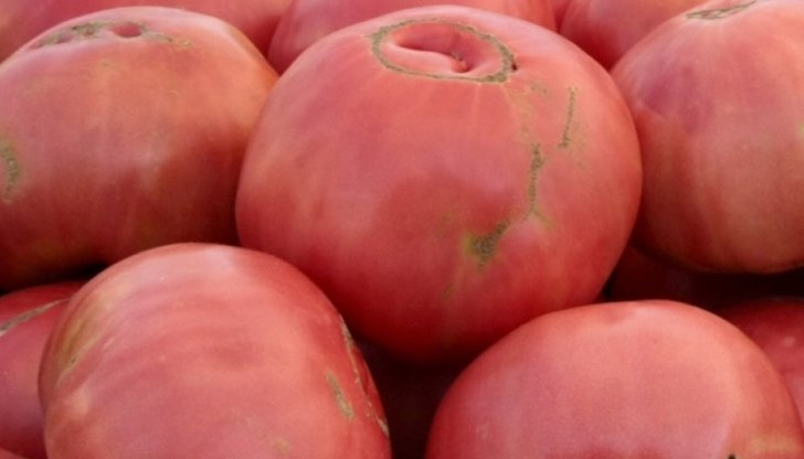Повишението на температурите, засушаването или прекомерните валежи са сред сериозните заплахи за добивите при доматите