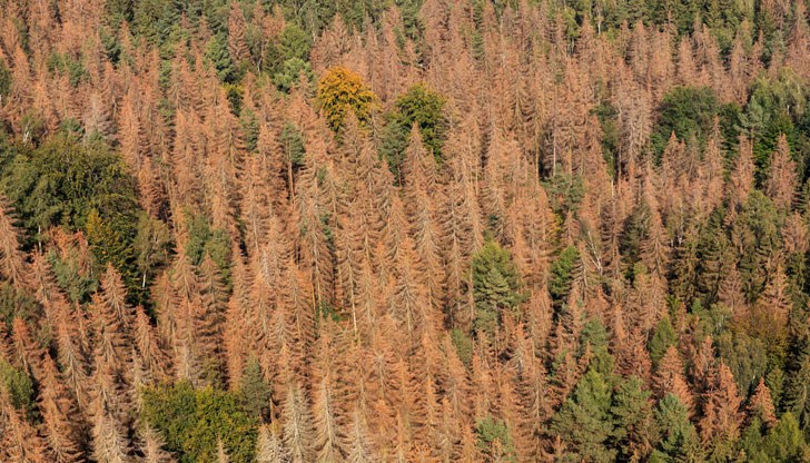 Какво се крие зад кафявите летни гори в Европа?