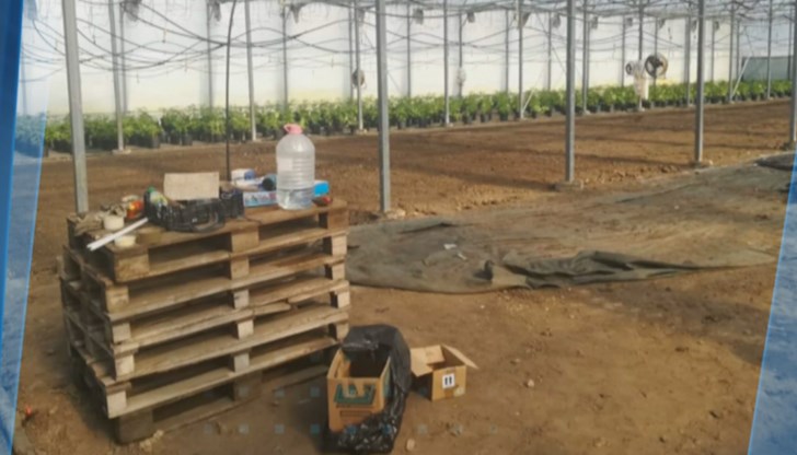 Един от задържаните е имал лиценз за производство на индустриален коноп Един от задържаните е имал лиценз за производство на индустриален коноп