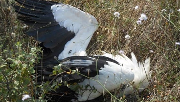 По първоначални данни защитеният вид птици са застреляни от украинско семейство