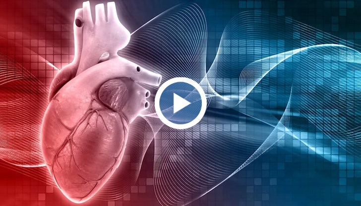 Каква е разликата между женското и мъжкото сърце?