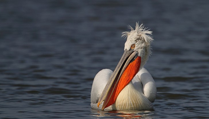 Общо около 15 двойки обитават резервата в момента